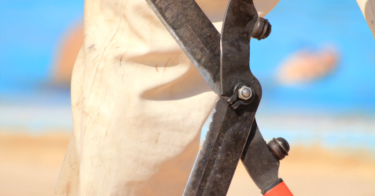 Aeration vs. Dethatching: Key Differences