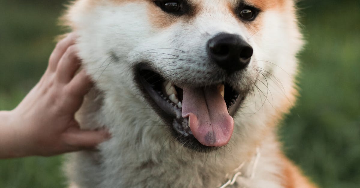 Comparing NPK Ratios in Chemical Lawn Fertilizers