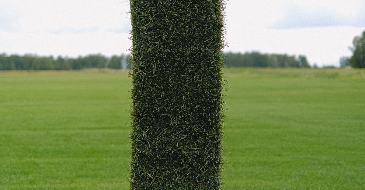 Dealing with Grassy Weeds in Your Lawn