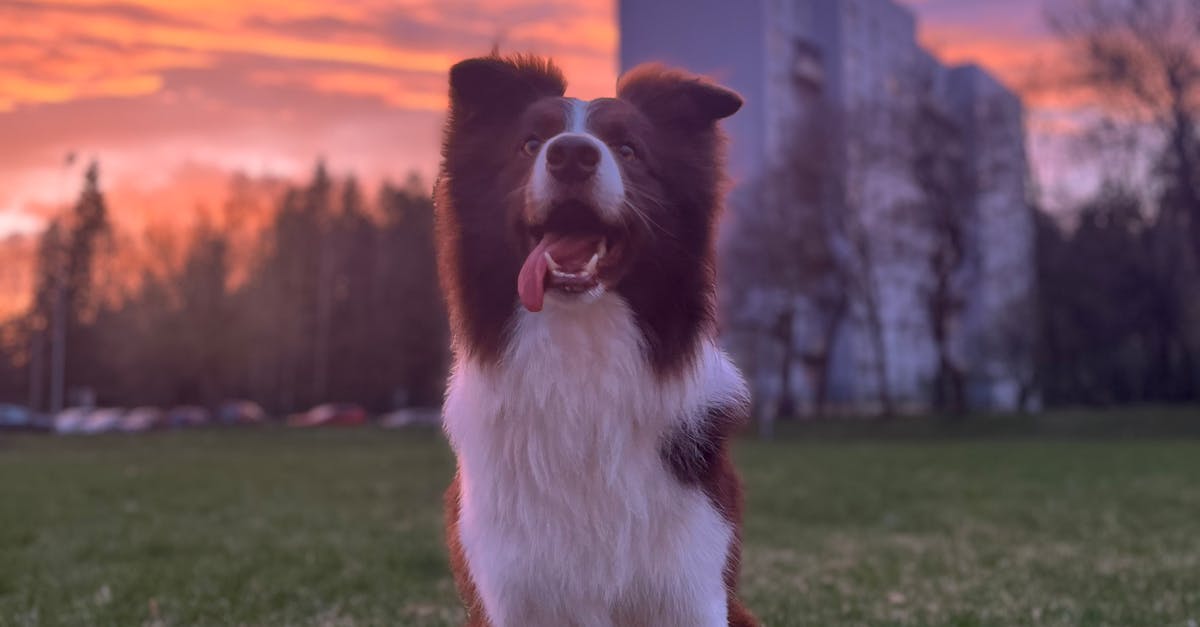 Edging and Trimming Safety Tips for Homeowners