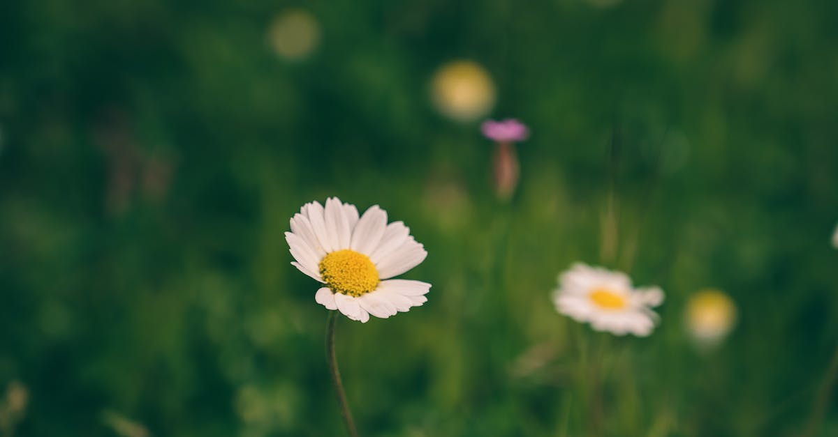 Fall Fertilization and Overseeding Strategies