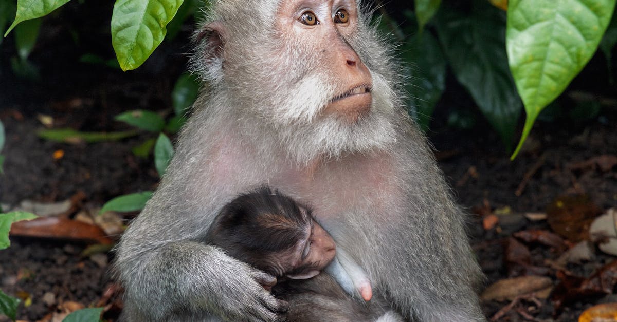 How to Design a Drip Irrigation System for Your Lawn