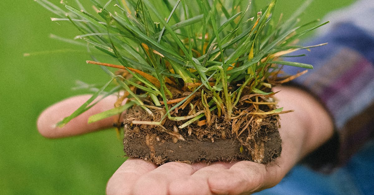 Integrating Soil Moisture Monitoring into Your Lawn Care Routine