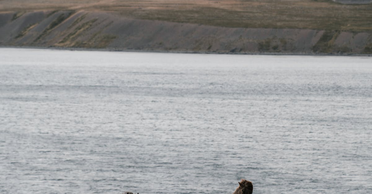 Maximizing the Efficiency of Rainwater Harvesting for Your Lawn