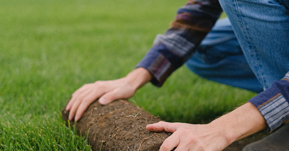 Mulching: A Cost-Effective Lawn Care Solution