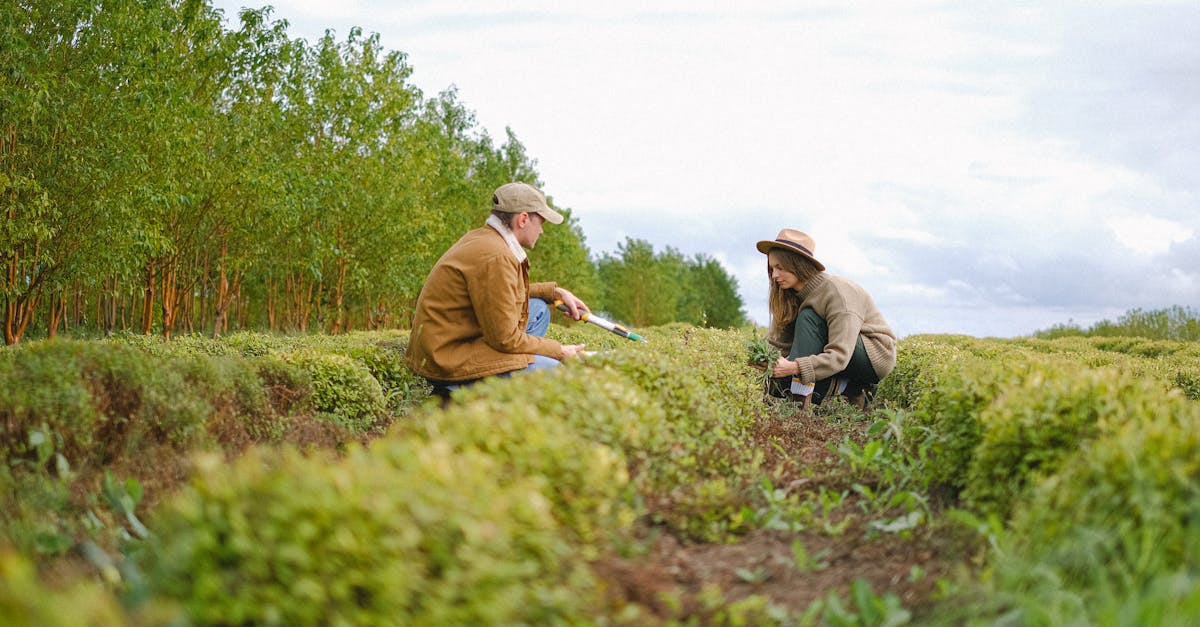 Organic Weed Control in Lawn Fertilization
