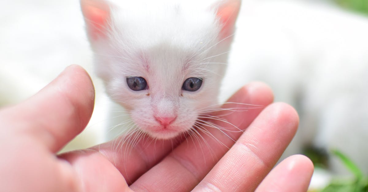 Summer Lawn Care Guide