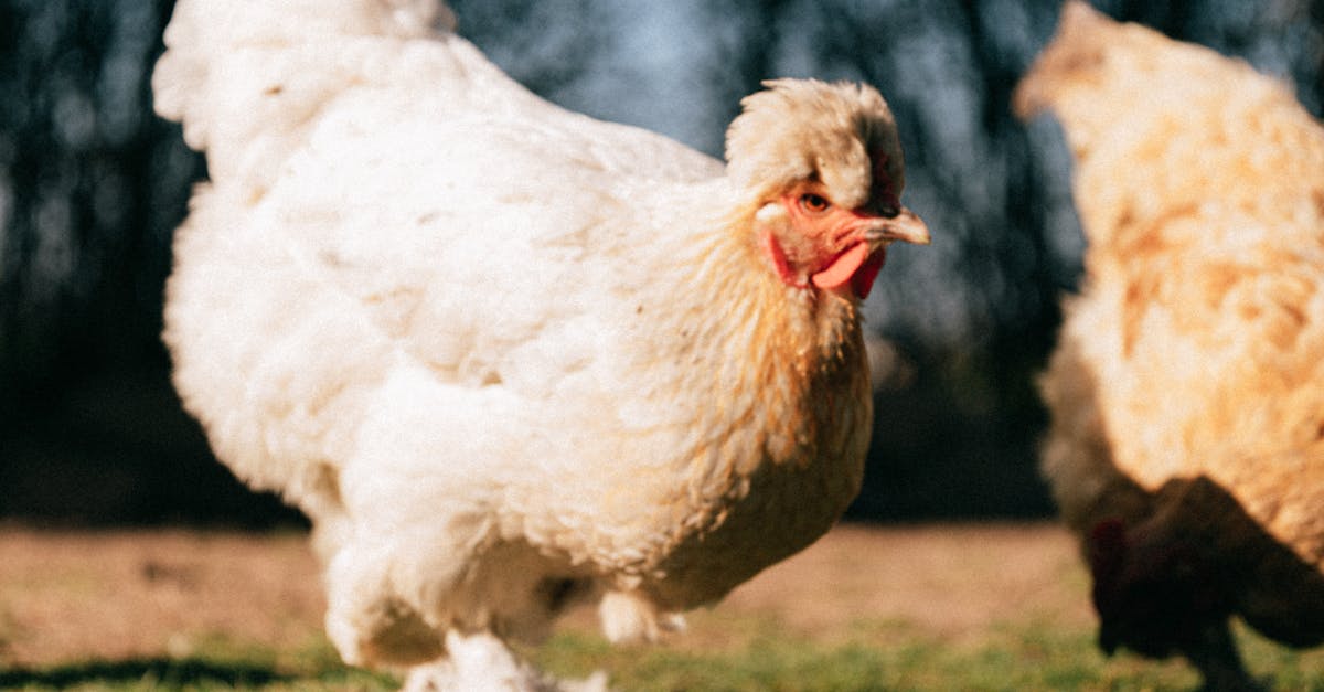 The Link Between Proper Mowing Height and Overall Lawn Health