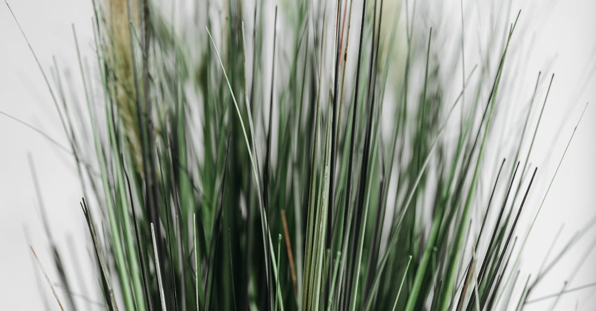 Tips for Trimming Around Landscape Features