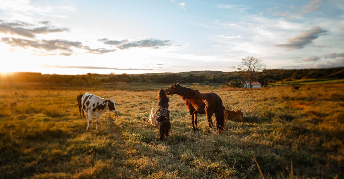 Troubleshooting Common Issues with Chemical Lawn Fertilizers
