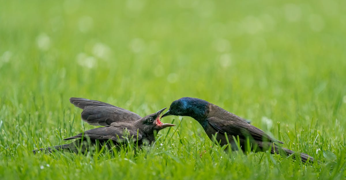 Water Conservation with Drip Irrigation